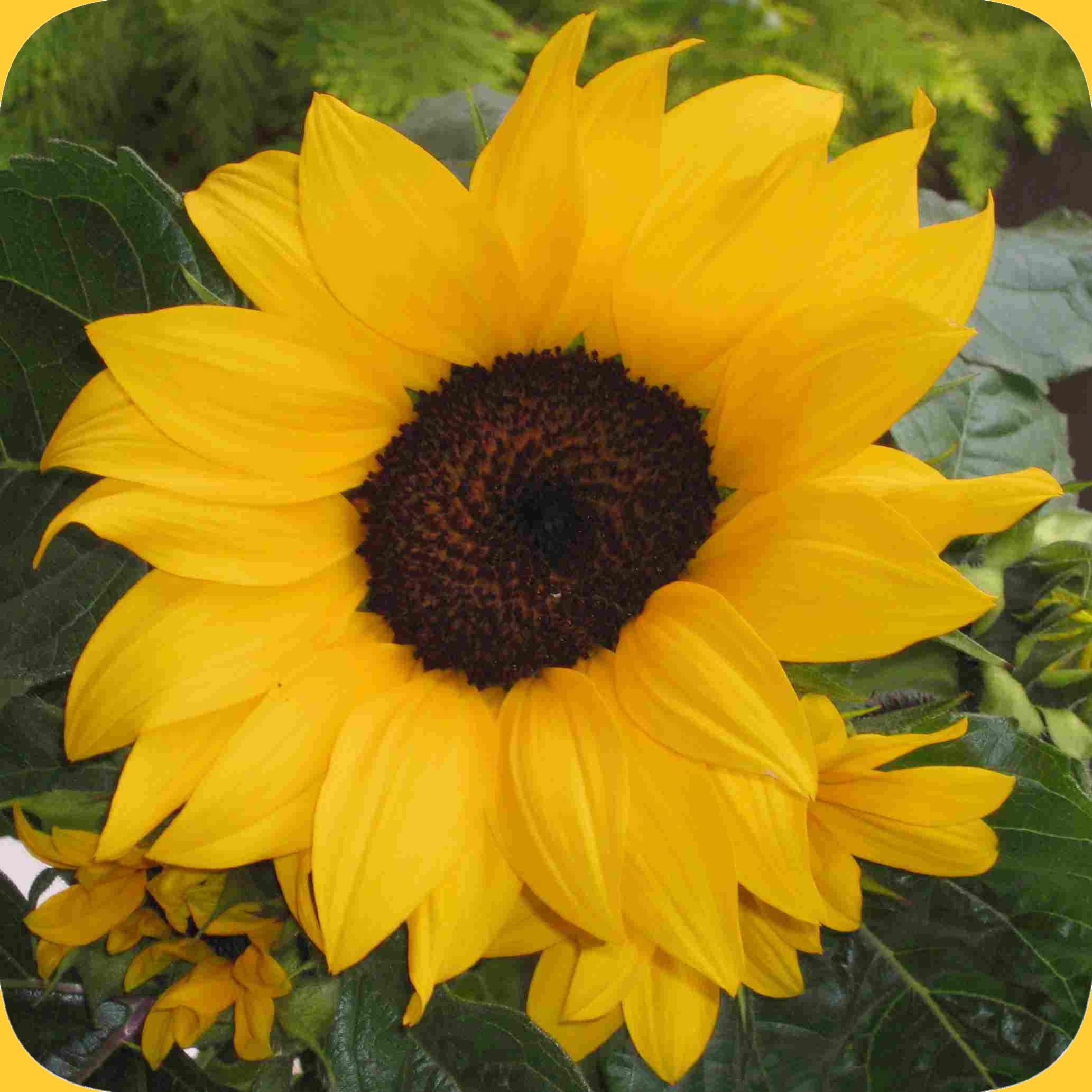 Sonnenblume